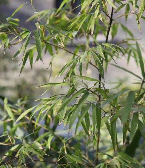 花中四君子是什么（三种花的代表位置）
