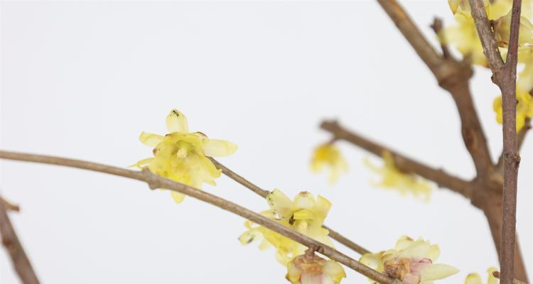 冬天中绽放的花朵（探秘寒冷季节中的花卉奇迹）