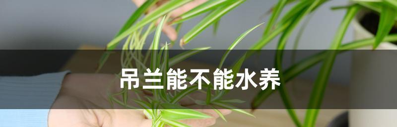 水中生长的植物大揭秘（探索水培植物的奇妙世界）