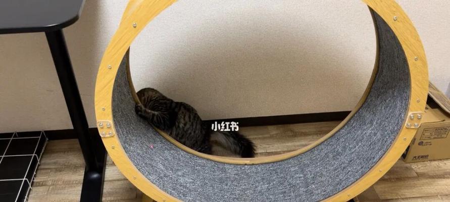 猫咪追不上跑步机（如何帮助猫咪适应并追上跑步机运动）