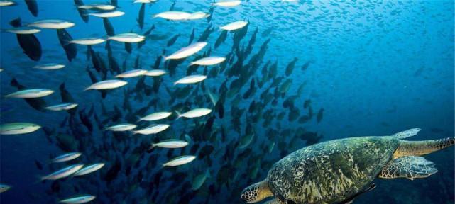 神秘海底一万米的生物世界（探索深海生物的奇妙之旅）