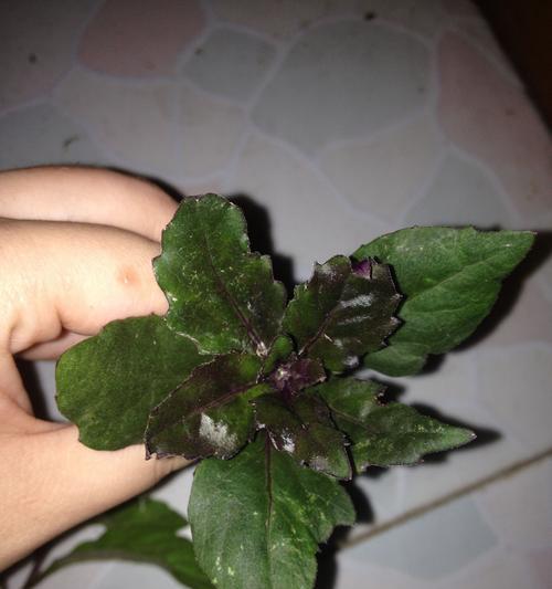 用扫一扫功能鉴定植物，让植物爱好者无忧识花（通过手机扫描植物）