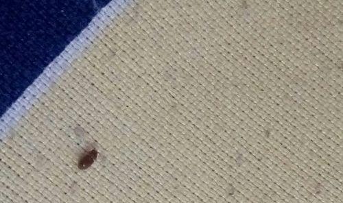 燃气灶有虫子怎么办？燃气灶虫子处理方法是什么？