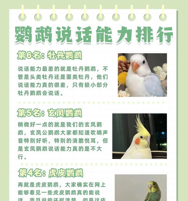 鹦鹉驯服的秘诀，你掌握了吗？