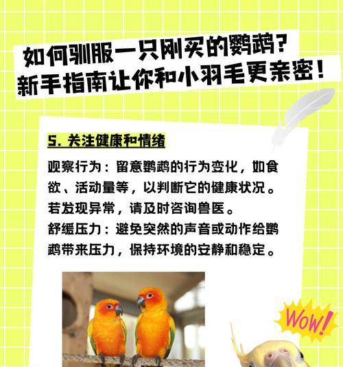 鹦鹉驯服的秘诀，你掌握了吗？
