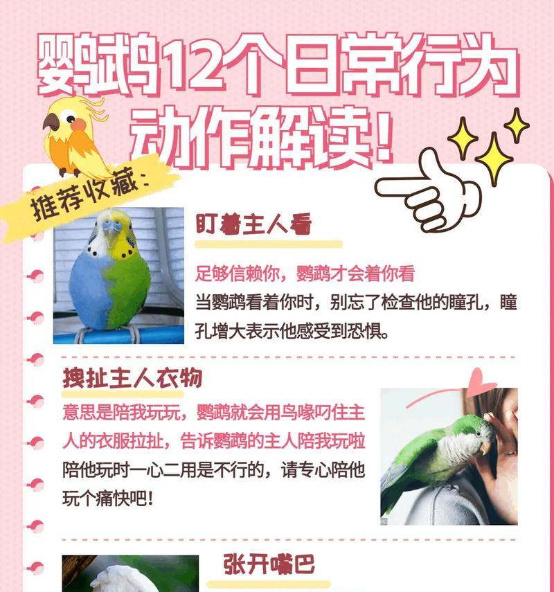 鹦鹉驯服的秘诀，你掌握了吗？