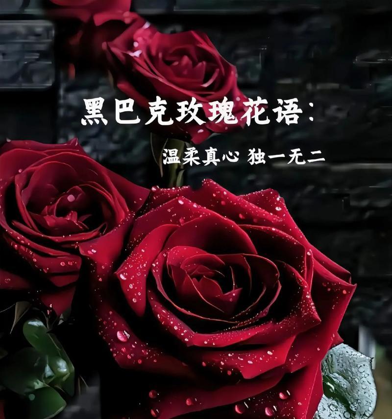 15朵玫瑰的花语是什么？