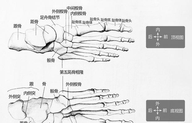 足部的基本解剖结构是什么？常见问题有哪些？