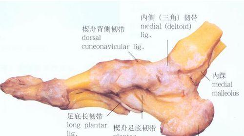 足部的基本解剖结构是什么？常见问题有哪些？