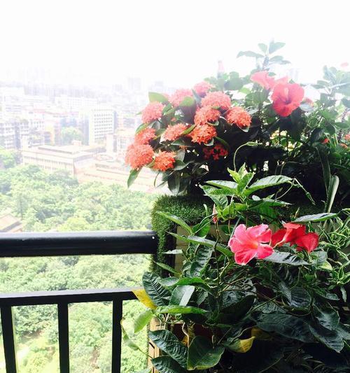 手机如何拍出阳台美景？有哪些拍照技巧？