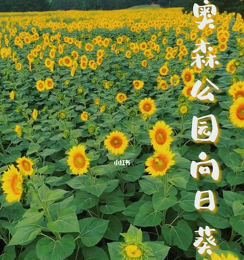 手机拍照时如何设置花海旋转效果？步骤是什么？