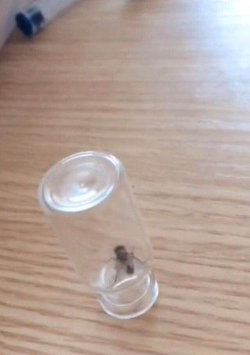手机如何捕捉小苍蝇？拍照技巧有哪些？