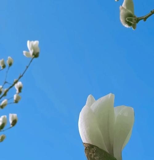 玉花美颜相机如何使用？手机拍照美颜技巧有哪些？