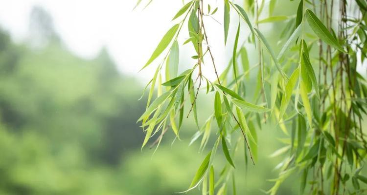 手机如何拍摄惊蛰风景照片？