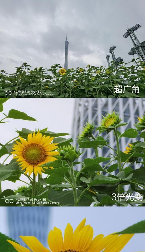 手机拍照变焦效果不佳怎么提升？有哪些技巧？