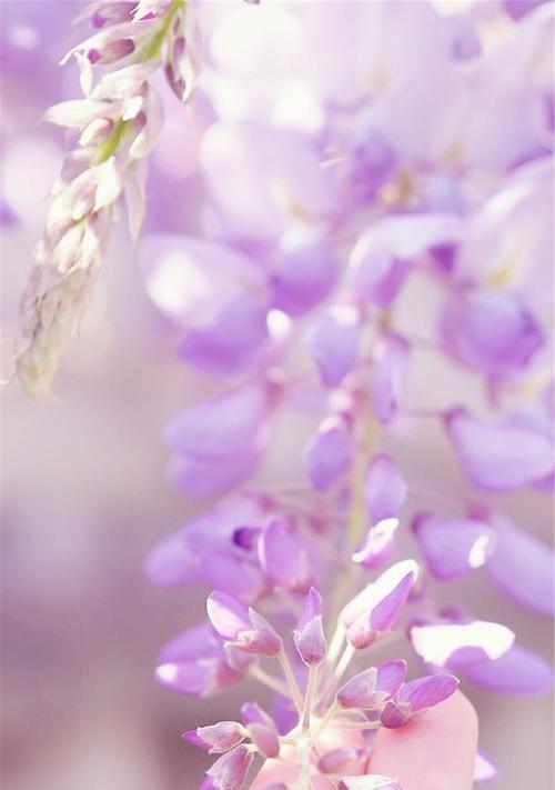 苹果手机紫色闪灯代表什么？如何处理？